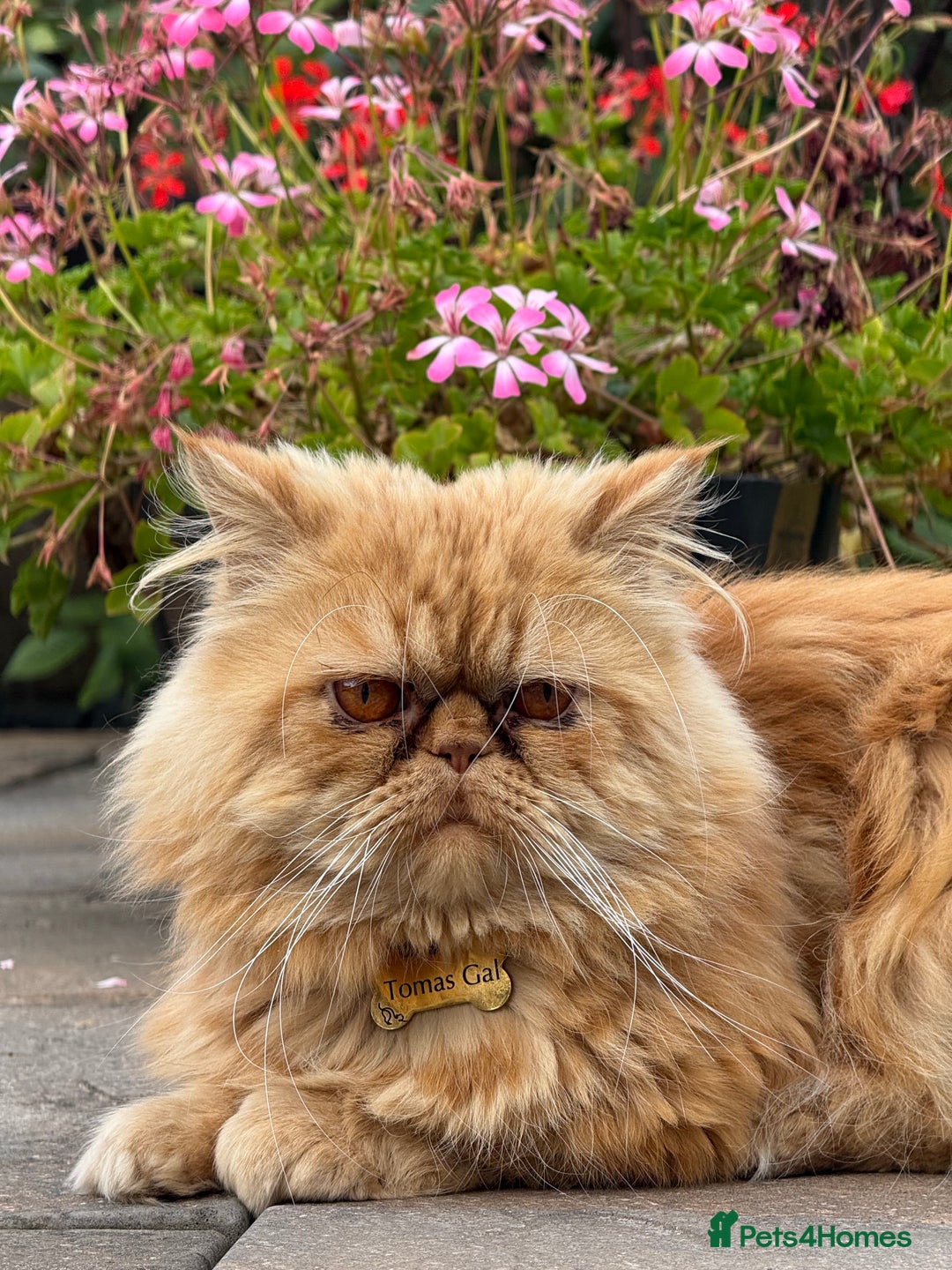 Persian cats for sale: Pedigree Persian Kittens - Two Beautiful Girls - Image 6