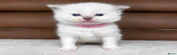Ragdoll cats for sale: GCCF PEDIGREE RAGDOLL KITTENS - Advert 6