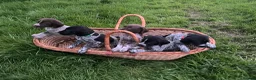 German Shorthaired Pointer dogs for sale: Stunning litter of GSP puppies !! - Advert 1