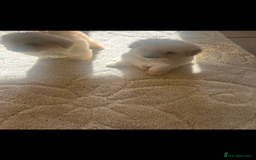 Pomapoo dogs for sale: Beautiful, Pomapoo puppies - Image 4
