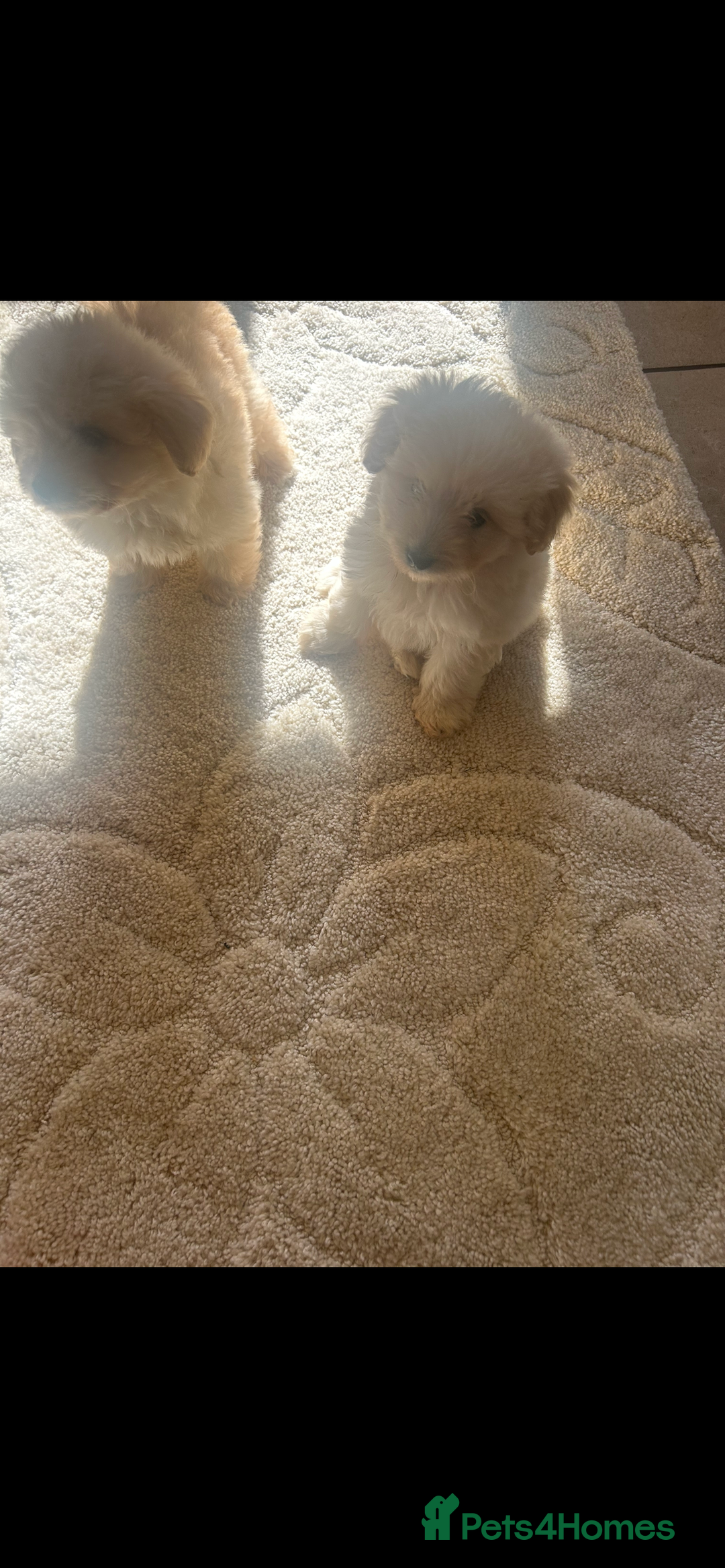 Pomapoo dogs for sale: Beautiful, Pomapoo puppies - Image 4