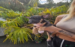 English Bull Terrier dogs for sale: English bullterrier pups for sale  - Image 19