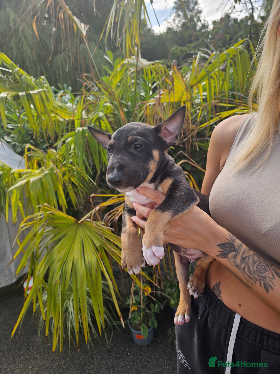 English Bull Terrier dogs for sale: English bullterrier pups for sale  - Image 19