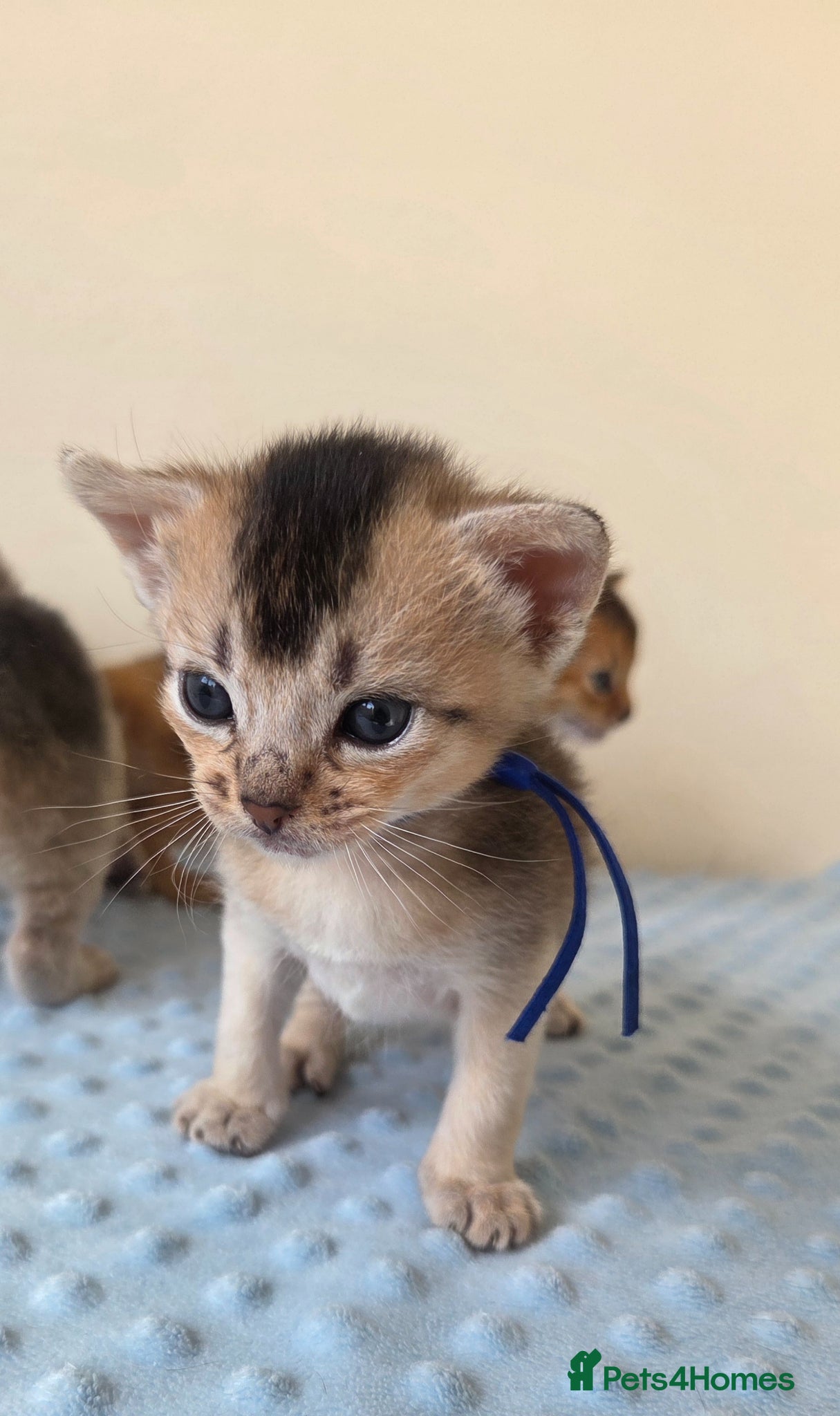 Abyssinian cats ⚜️Beautiful Abyssinian Kittens🏆 - Advert 2