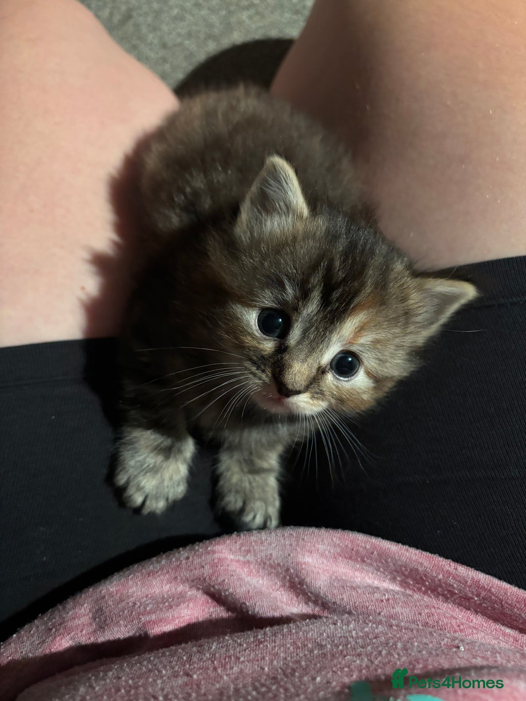 Ragdoll cats for sale: Ragdoll cross kittens - Image 2