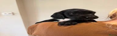 Sprocker 2