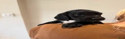 Sprocker dogs for sale: Sprocker spaniel  - Advert 15