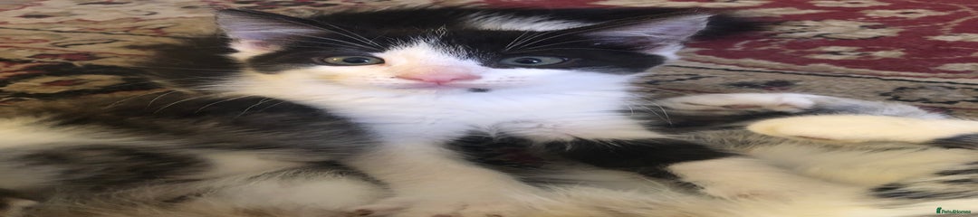 Mixed Breed Kitten 4