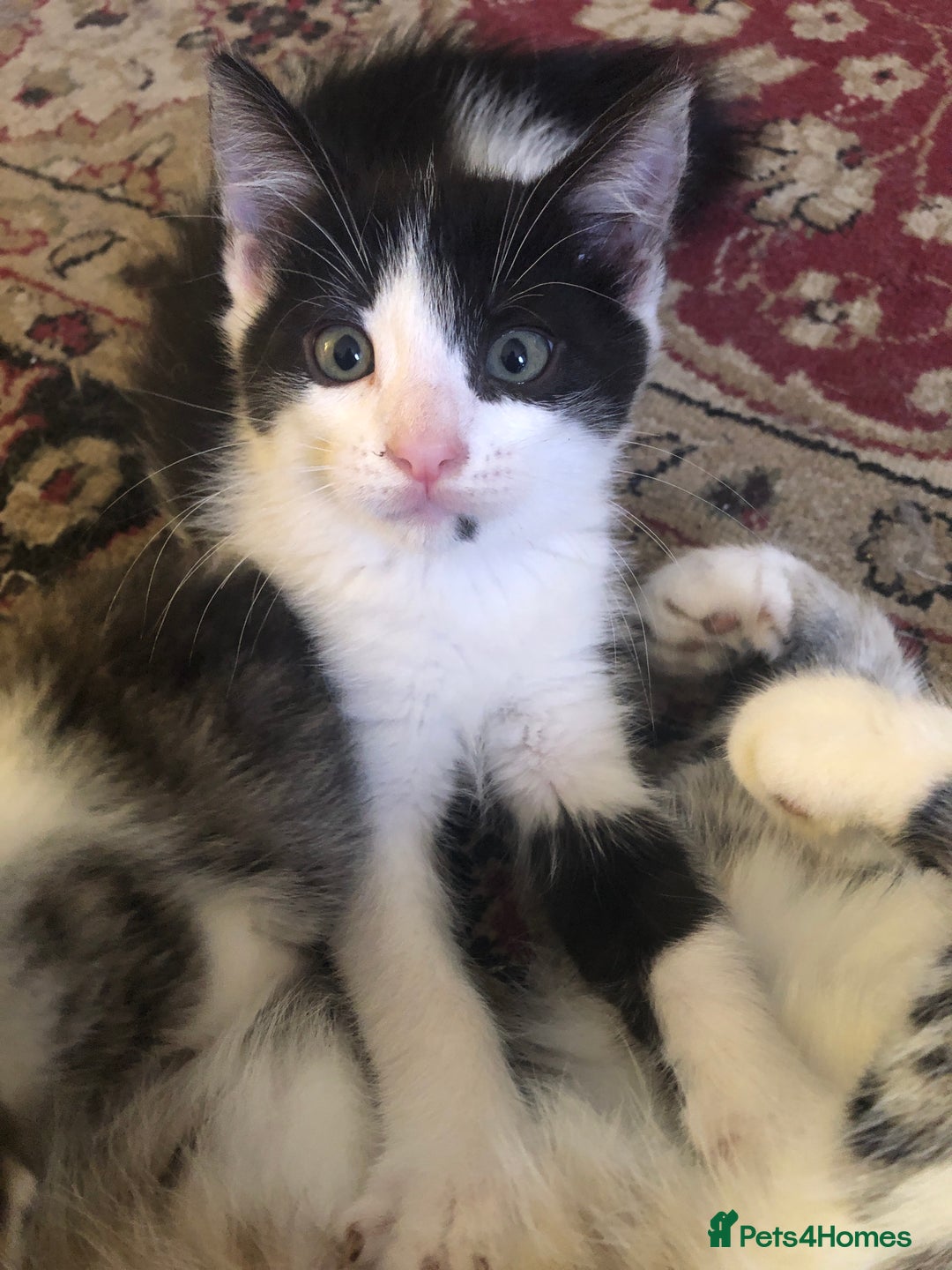 Mixed Breed cats for sale: Kittens  - Image 15