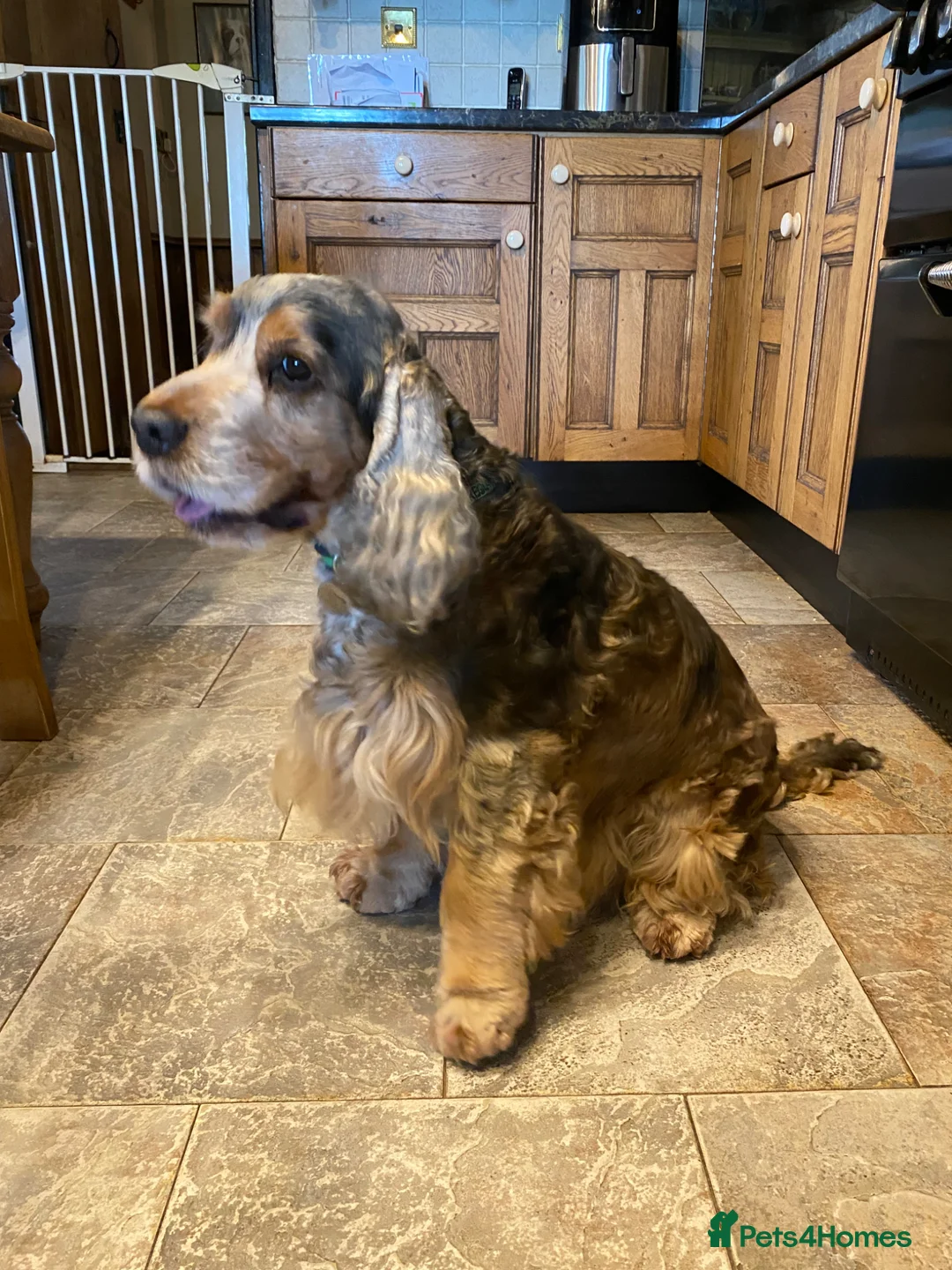 Poodle dogs for sale: Show Cockapoo F1 puppies due in 4 weeks  - Advert 2