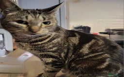 Domestic Shorthair cats for sale: Short hair domestic kittens - Image 4