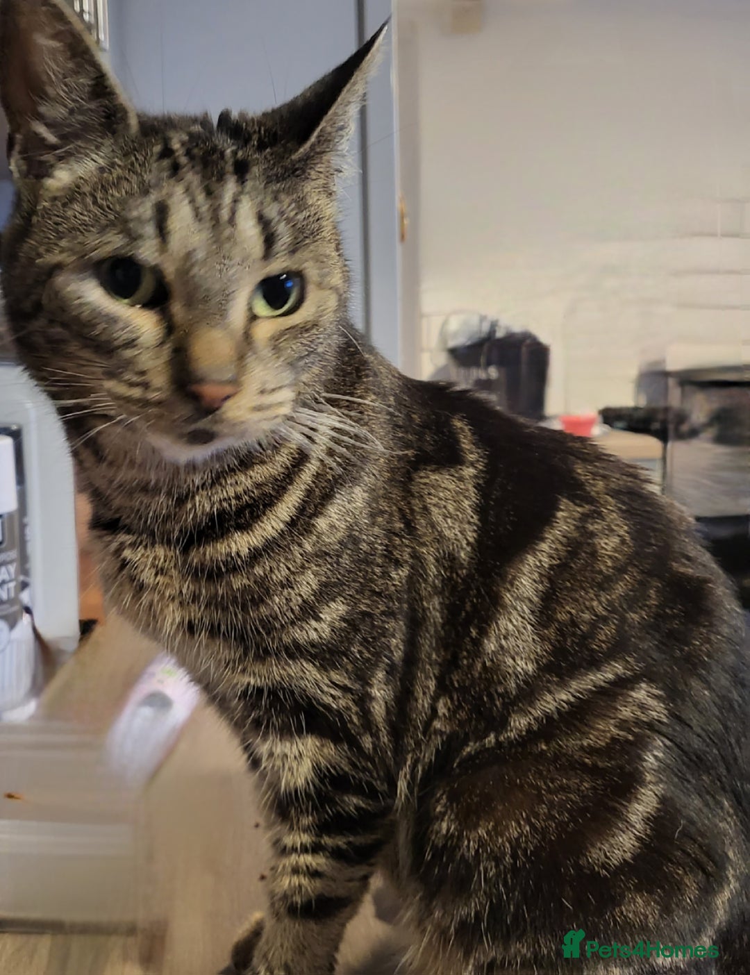 Domestic Shorthair cats for sale: Short hair domestic kittens - Image 4