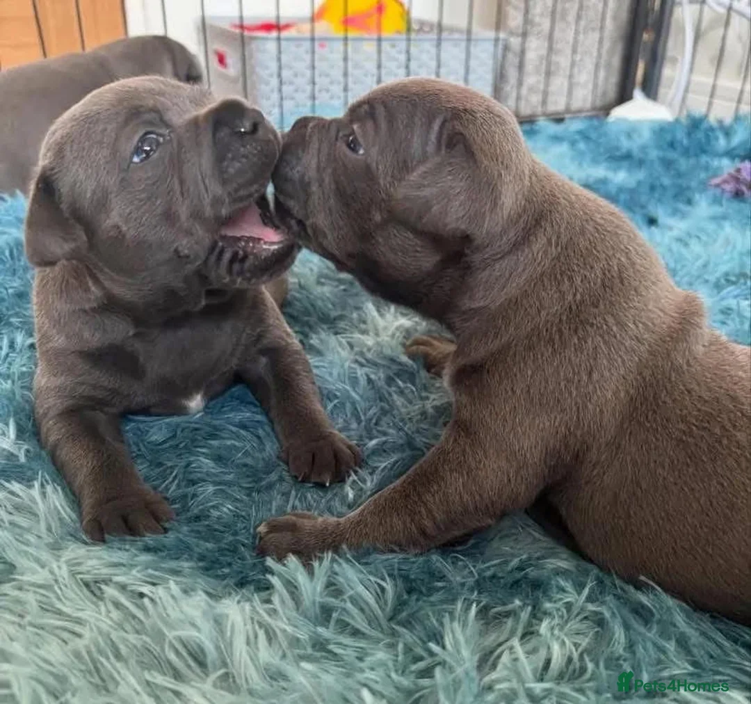 Staffordshire Bull Terrier dogs for sale: Stunning blue staffie pups  - Advert 7