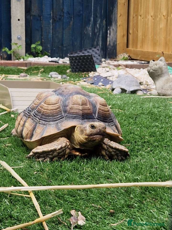 Tortoise reptiles Sulcata & Horsefield tortise  - Advert 1
