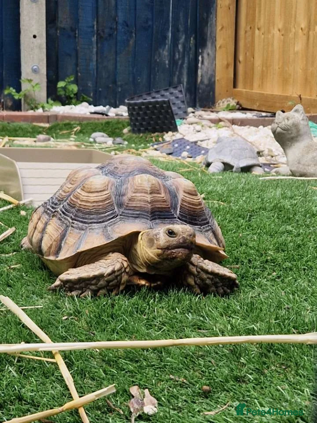Tortoise reptiles for sale: Sulcata & Horsefield tortise  - Advert 1