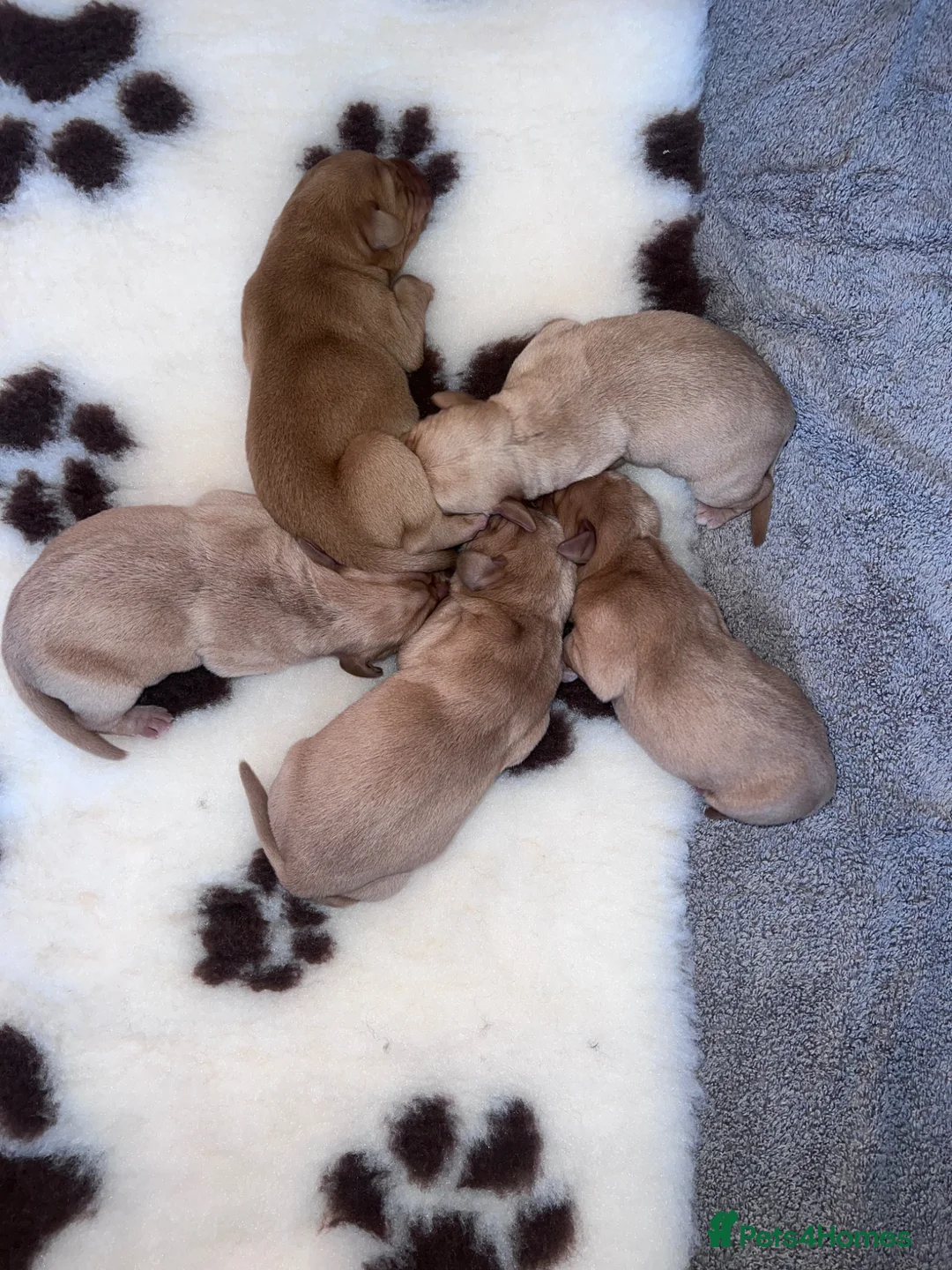 Labrador Retriever dogs for sale: **3 Girls Available* viewings Available  - Advert 2