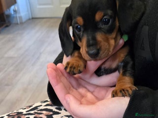Dachshund dogs Beautiful Dapple Dachunds - Advert 4