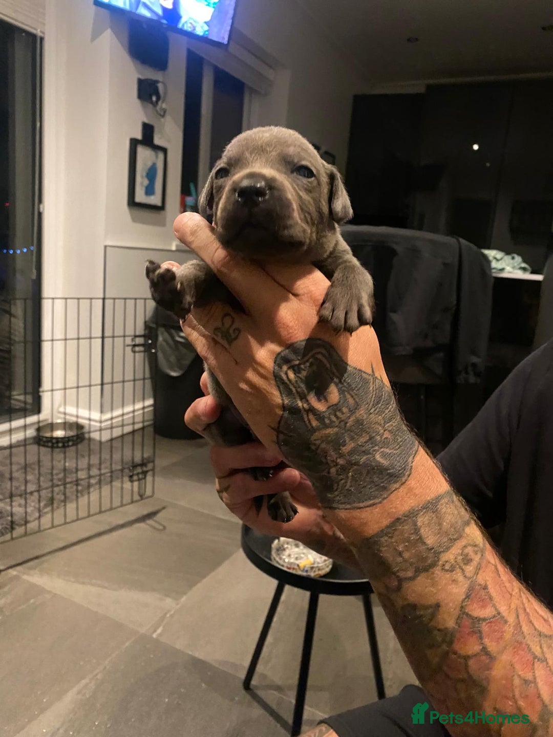 Staffordshire Bull Terrier dogs for sale: Blue staffie pupz - Image 7