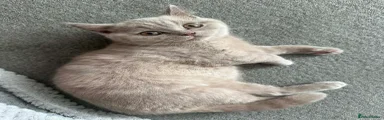 British Shorthair 1
