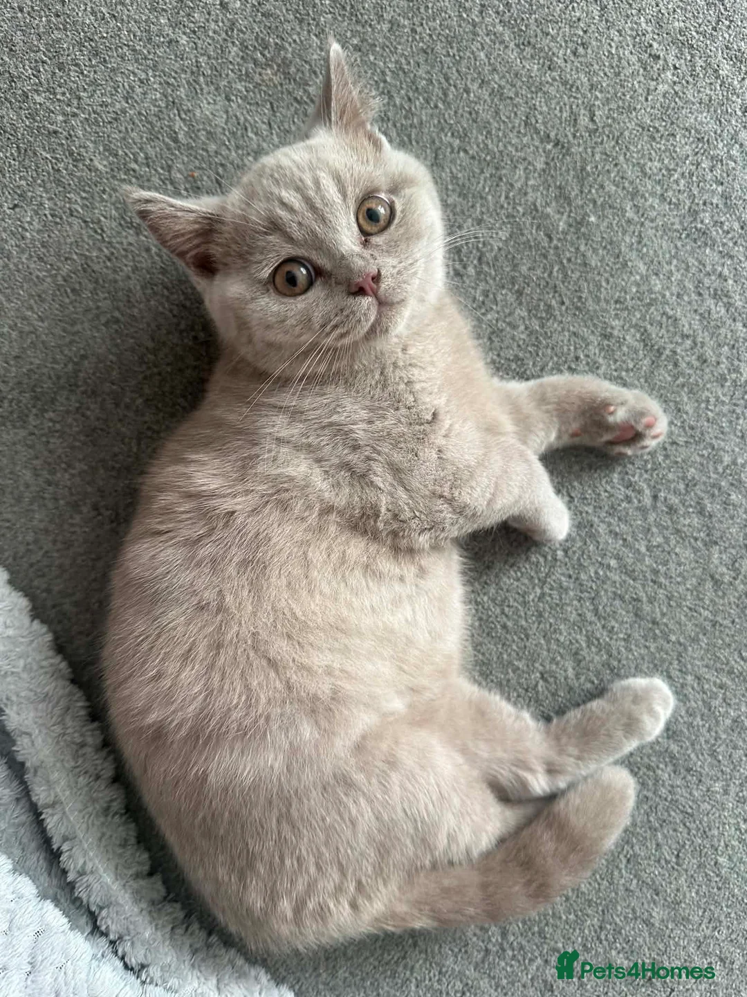British Shorthair cats for sale: British shorthair male 11 weeks old  - Advert 1