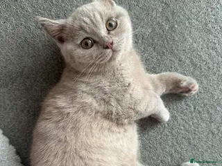 British Shorthair cats British shorthair male 13 weeks old - Advert 1