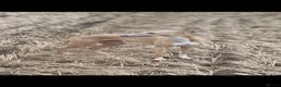 Whippet dogs for sale: Beautiful KC Registered Whippet pups for sale in Whitehaven - Advert 21