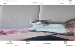 Mixed Breed cats for sale: Kitten looking for forever home  - Image 4