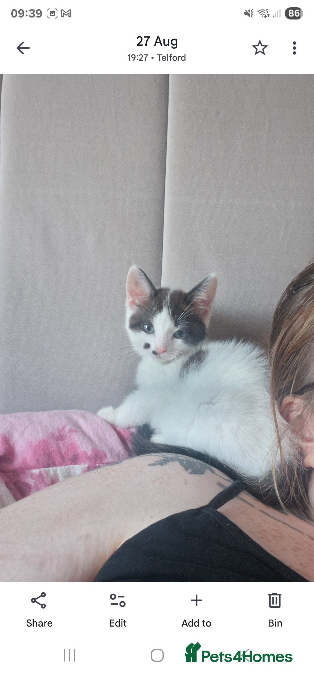 Mixed Breed cats for sale: Kitten looking for forever home  - Image 4