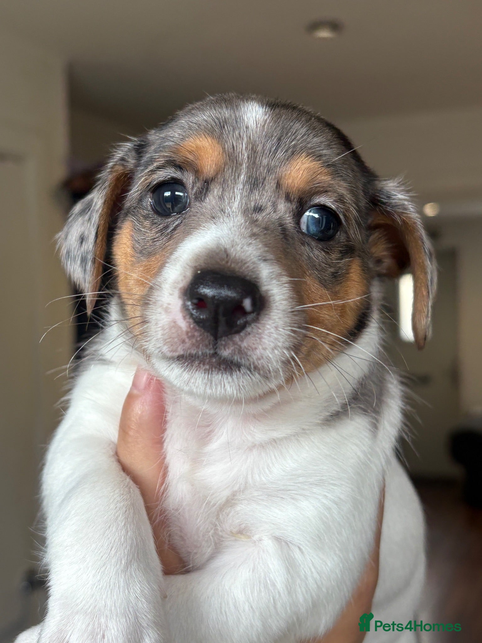 Jack Russell dogs Miniature Jack Russell puppies - blue carriers - Advert 2