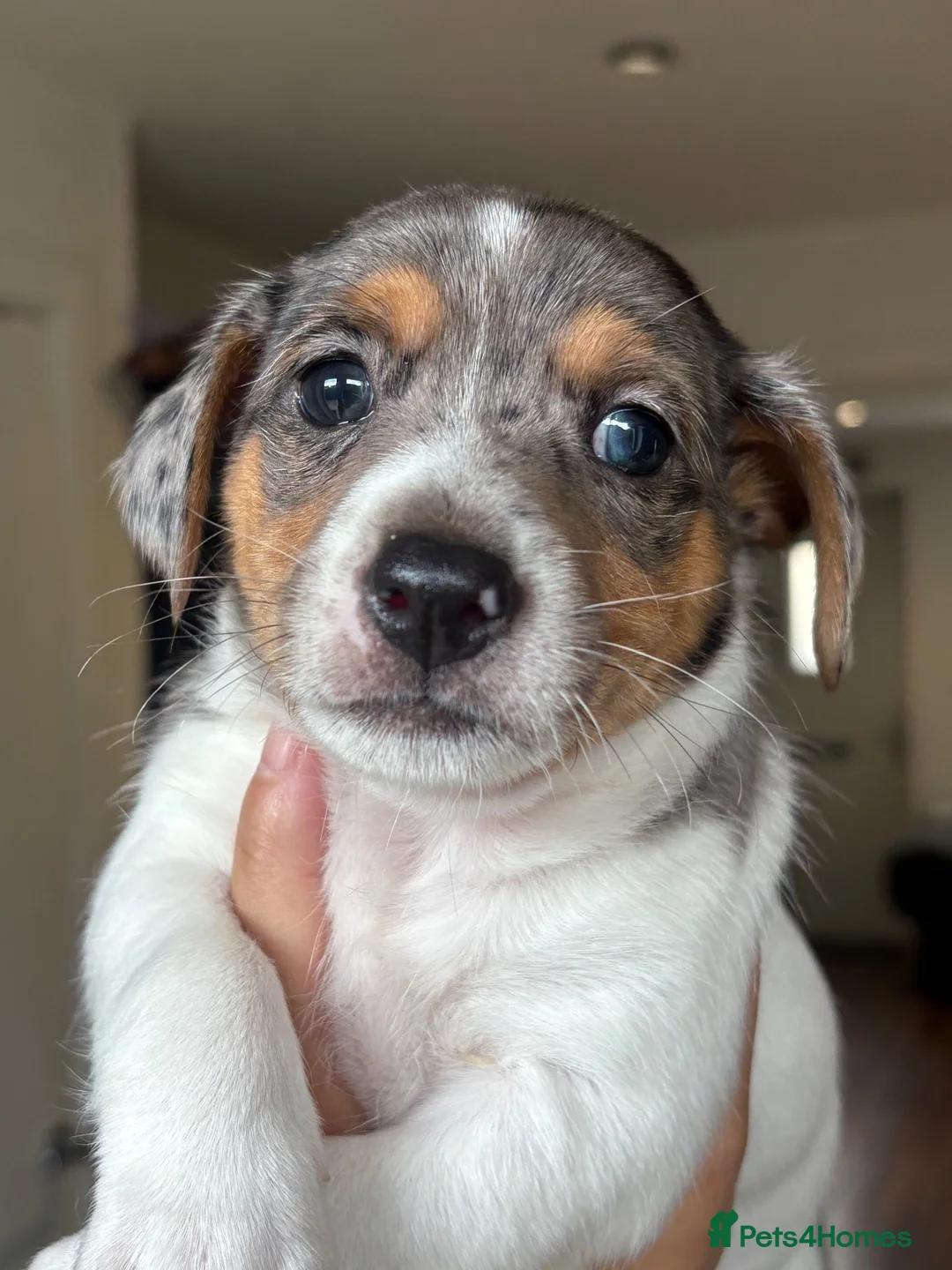 Jack Russell dogs for sale: Miniature Jack Russell puppies - blue carriers - Advert 2