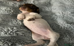 Miniature Dachshund dogs for sale: Four beautiful miniature dachshund girls - Advert 4