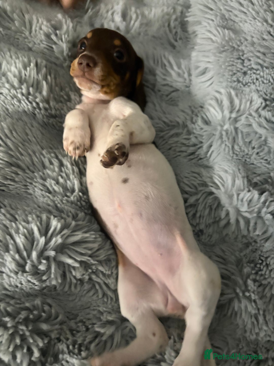 Miniature Dachshund dogs for sale: Four beautiful miniature dachshund girls - Advert 4