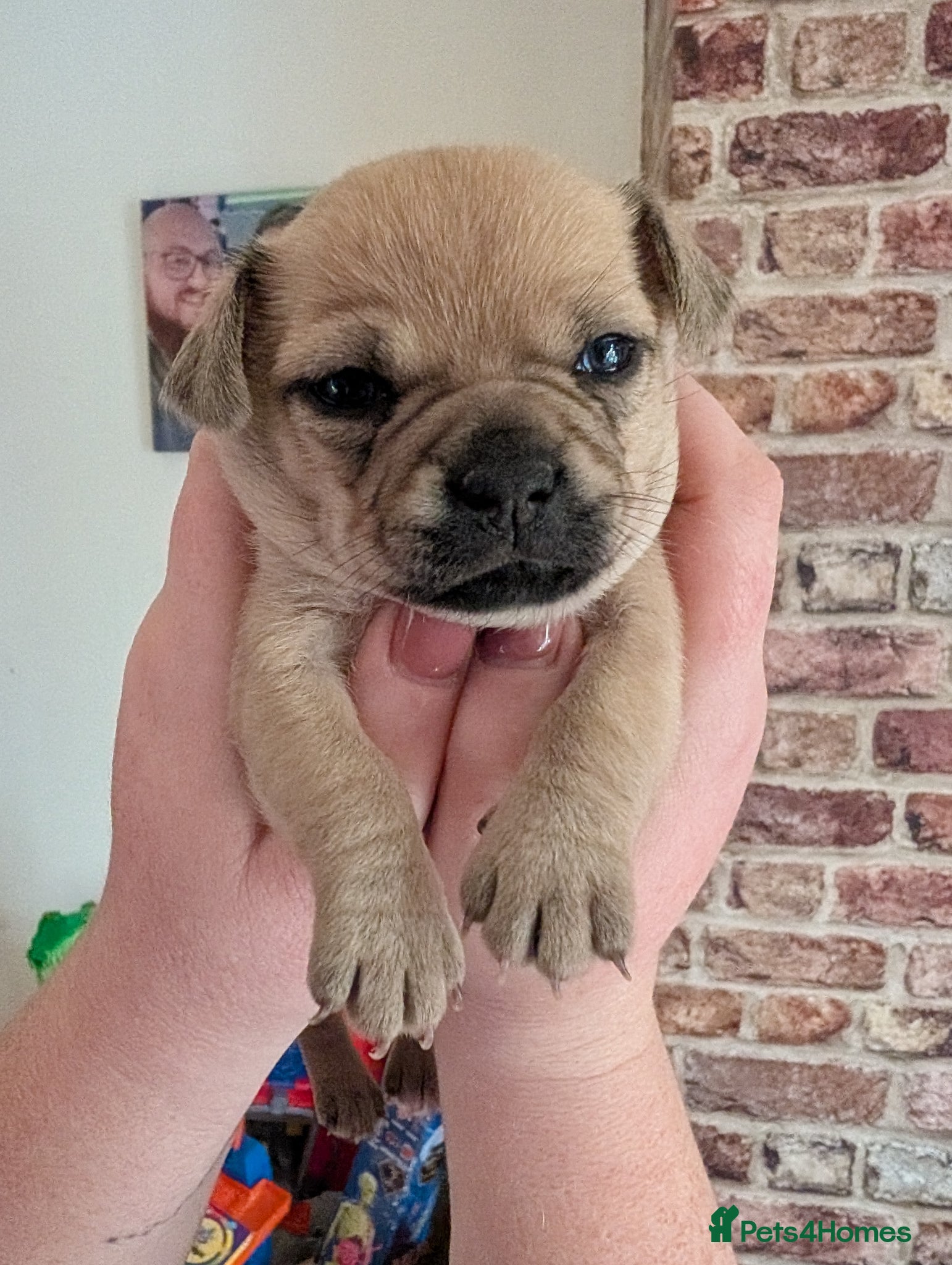 Pomchi dogs Pomchi 1 girl pup left - Advert 9