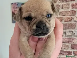 Pomchi dogs Pomchi 1 girl pup left - Advert 10