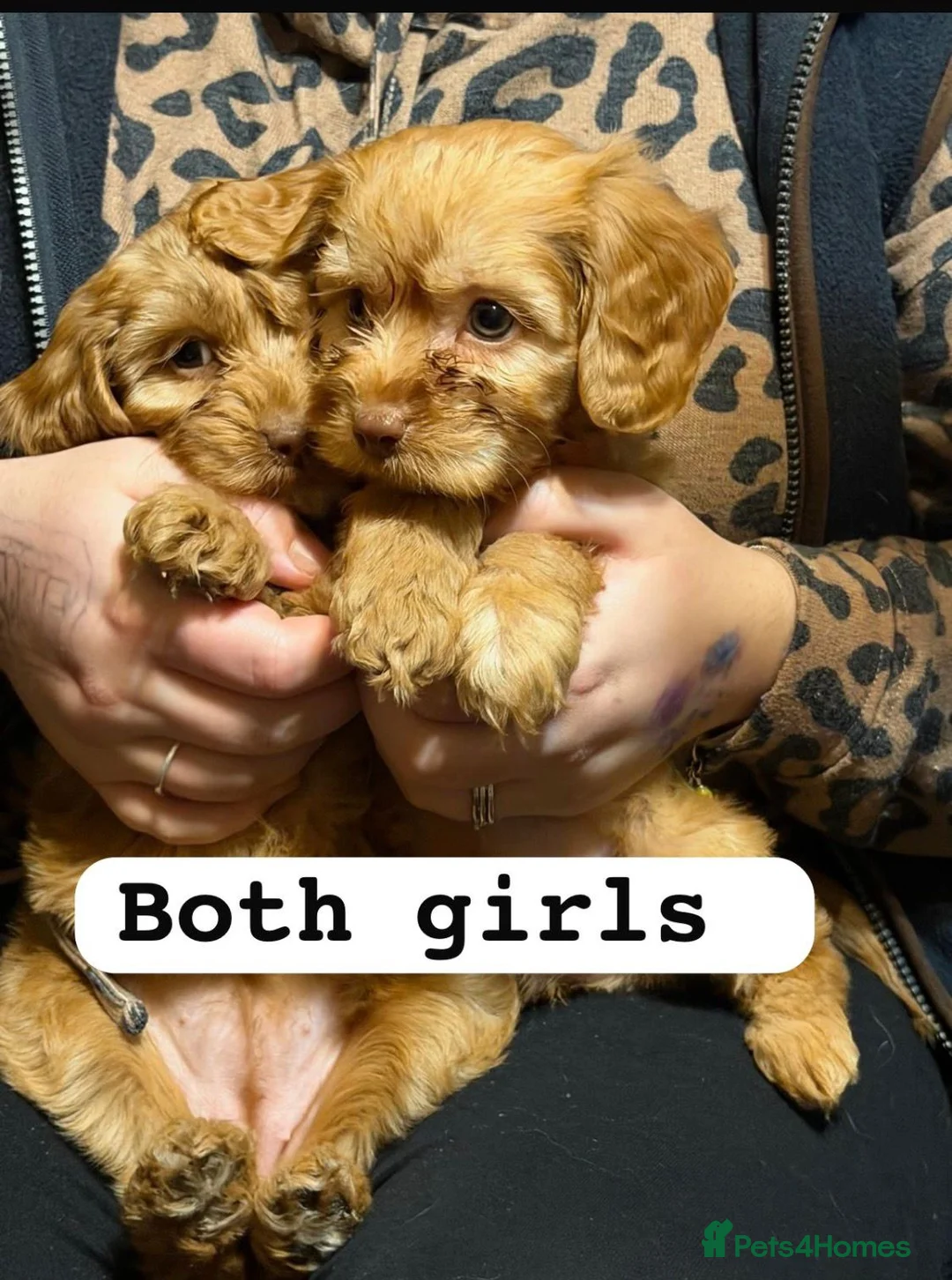 Cockapoo dogs for sale: f1 cockerpoo puppies - Advert 6