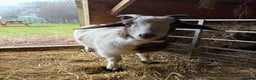 Goats livestock for sale: FEMALE BOER GOAT LOOKING FOR A GOOD HOME - Advert 2