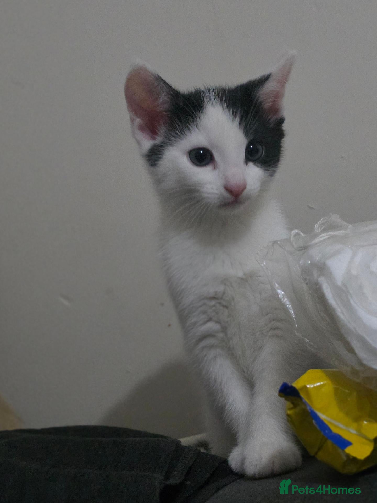Mixed Breed cats for sale: Ragdoll x blue russian kittens - Advert 2