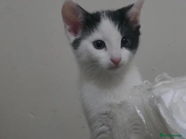 Mixed Breed cats for sale: Ragdoll x blue russian kittens - Advert 2