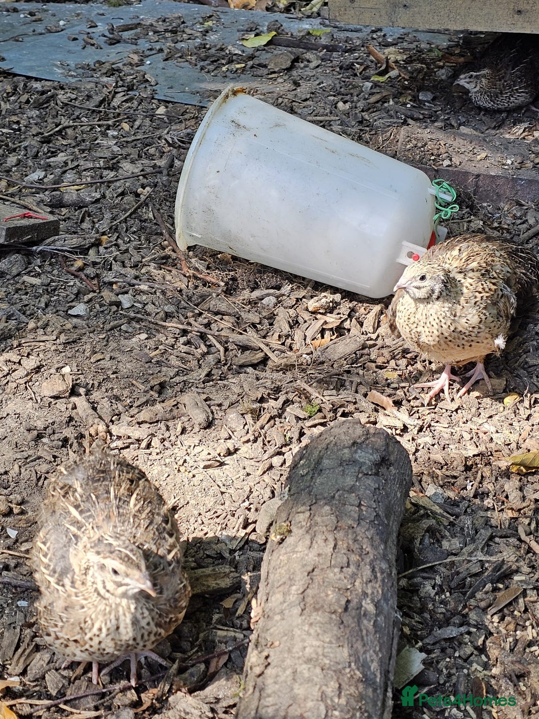 Quail poultry for sale: 🐣 Quail Chicks for Sale – £5 Each! 🐣 - Image 7
