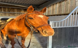 Irish Thoroughbred horses for sale: Beautiful chestnut mare for sale  - Image 8