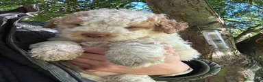 Lagotto Romagnolo 1
