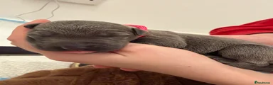 Olive- dark pink 