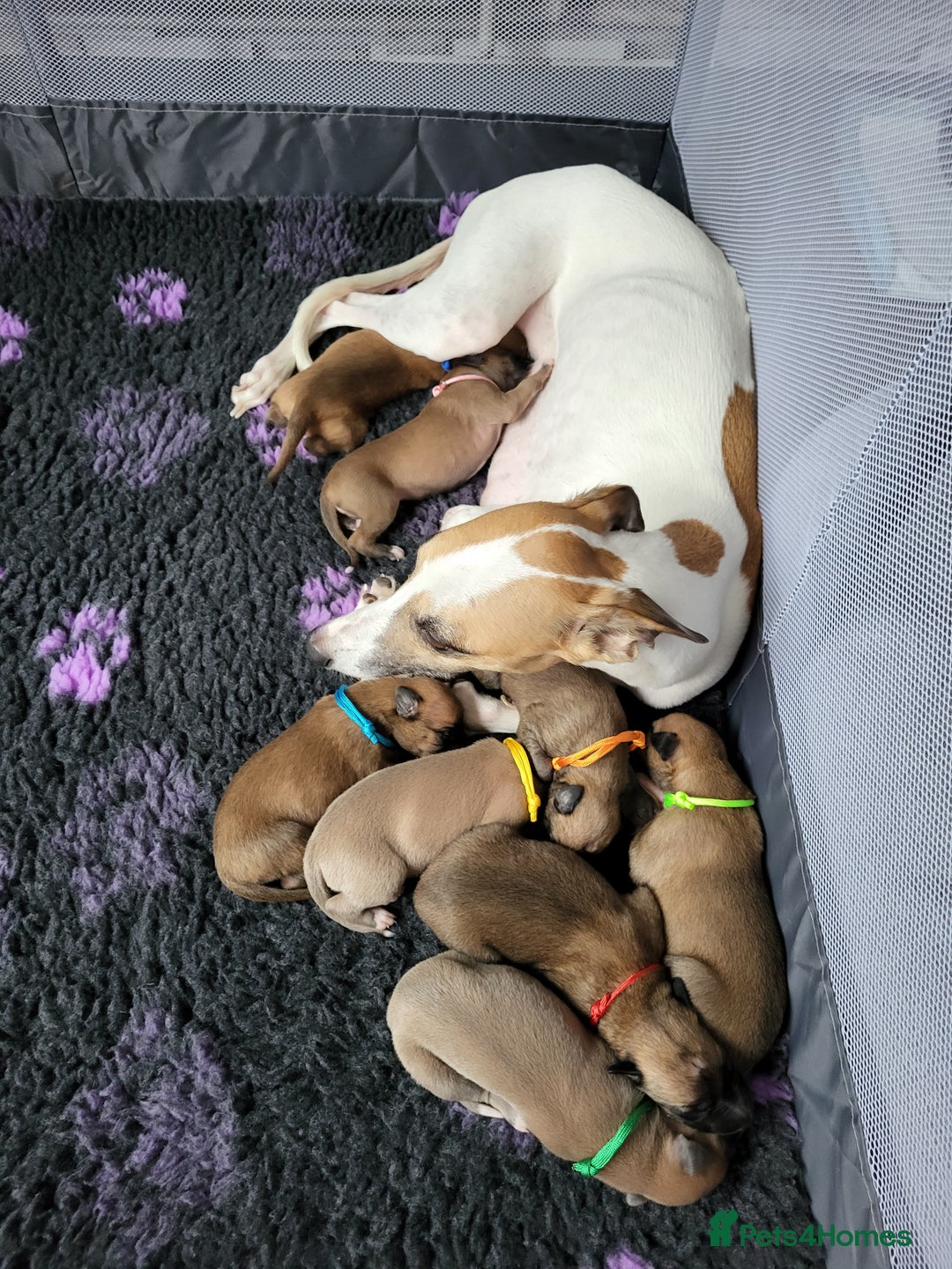 Whippet dogs for sale: 8 KC gorgeous pups, 4 boys & 4 girls. - Image 10