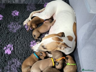 Whippet dogs 8 KC gorgeous pups, 4 boys & 4 girls. - Advert 13