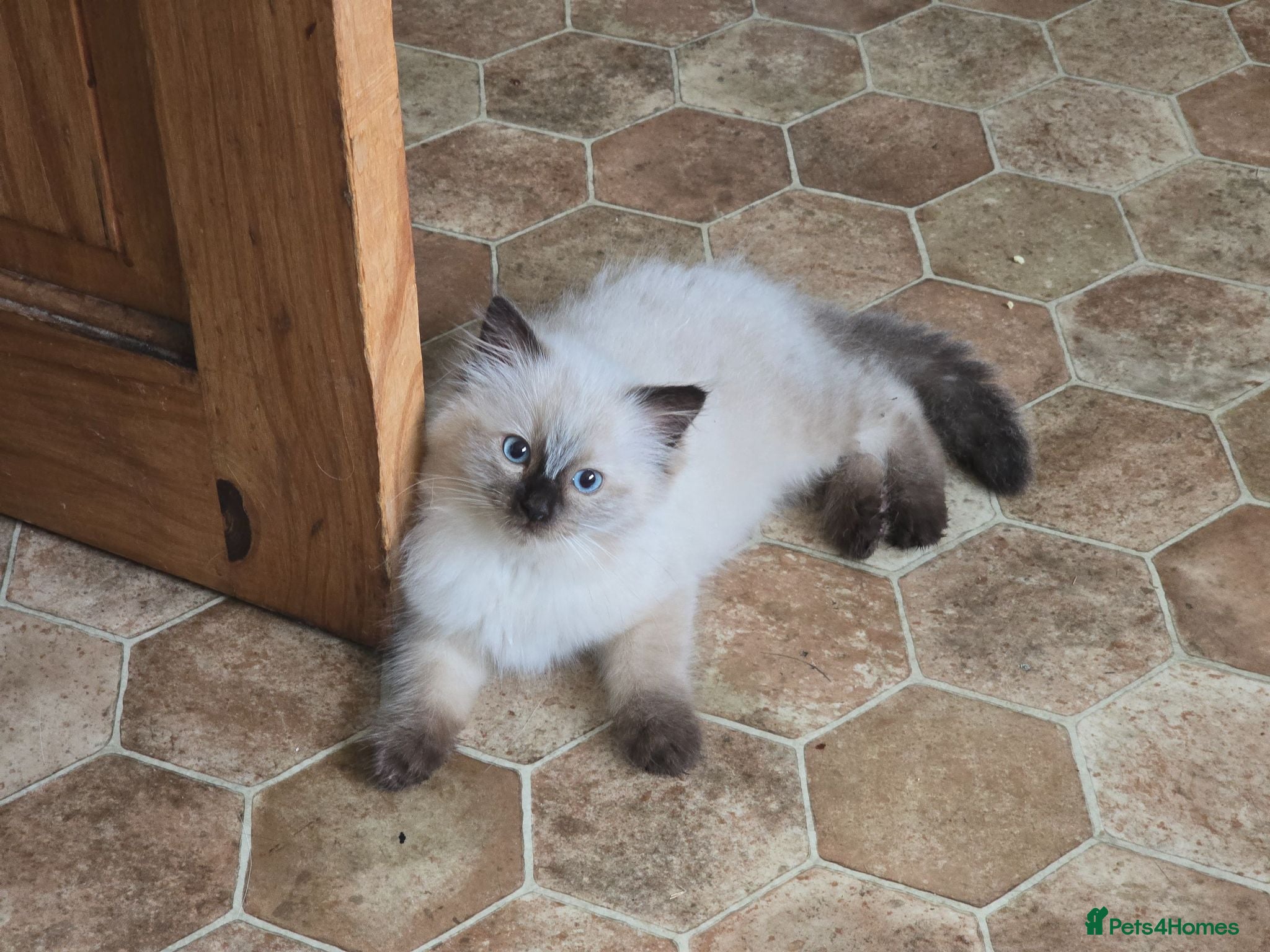 Ragdoll cats One Female Ragdoll Kitten left - Advert 1
