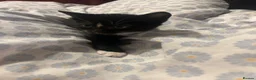 Domestic Shorthair cats for sale: FREE!! 6 playful kittens looking for homes!!  - Advert 7