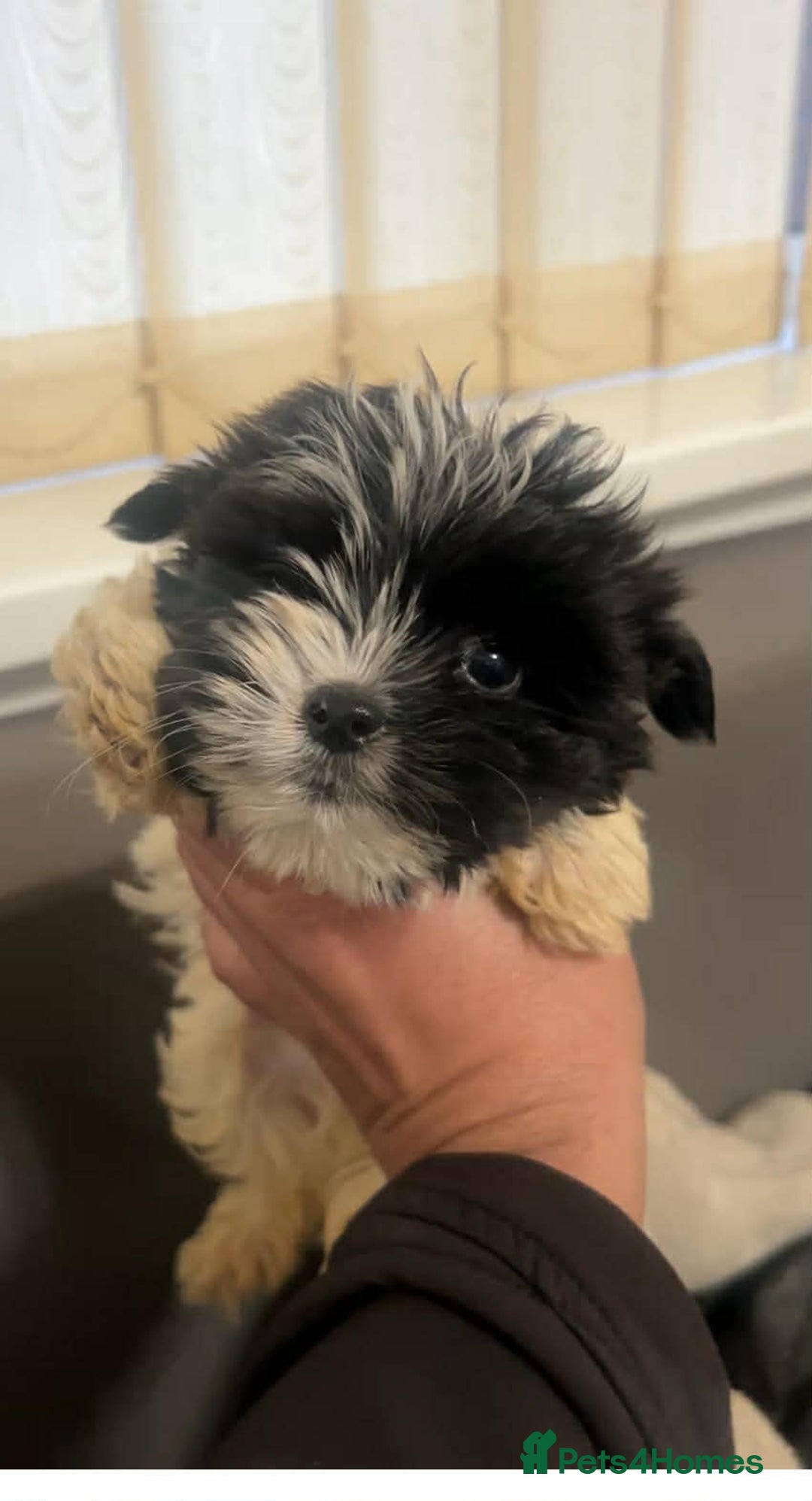 Biewer Terrier dogs for sale: Beautiful biewer terrier puppies for sale - Advert 11