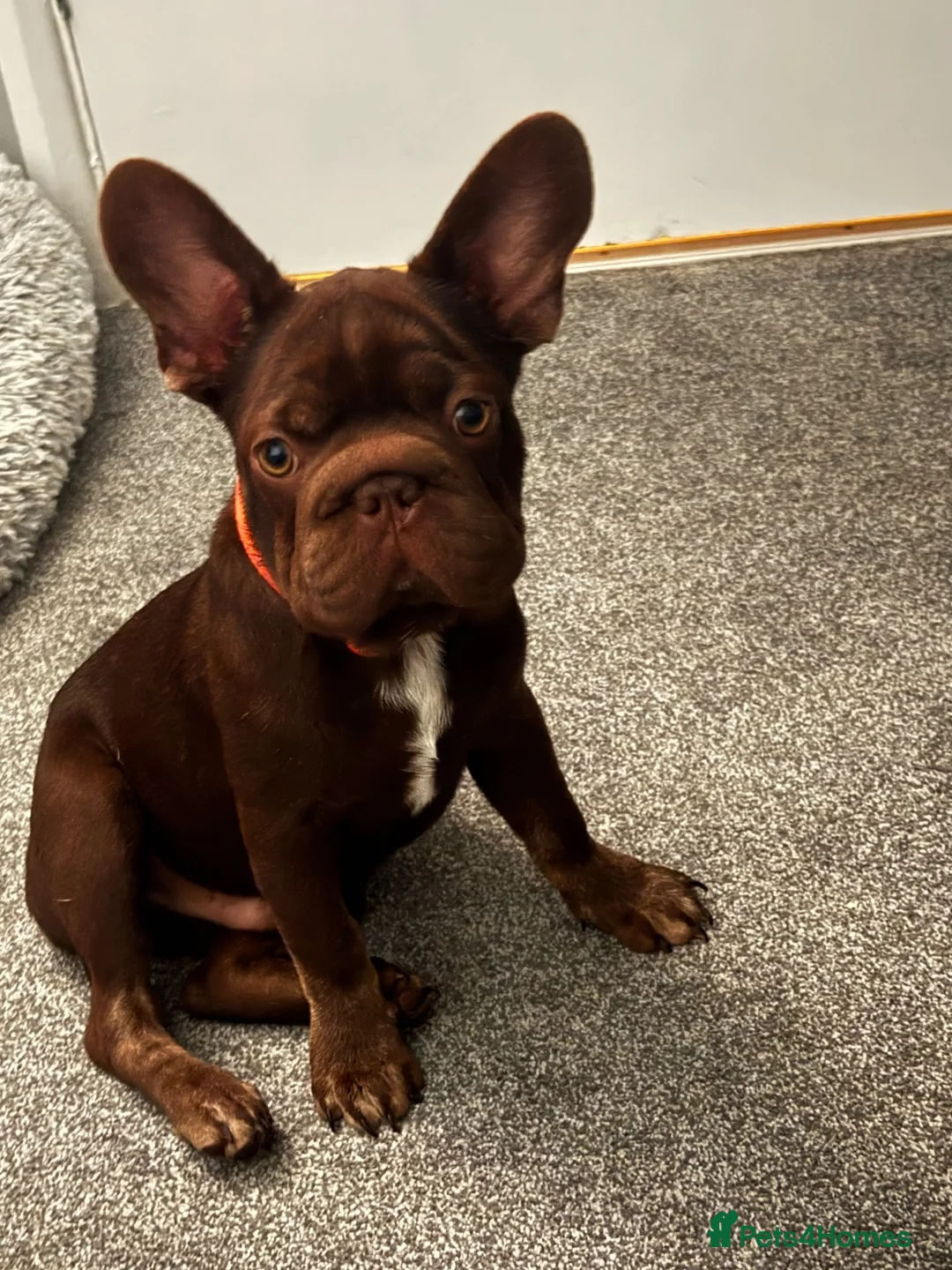 French Bulldog dogs for sale: French bulldog puppies  - Advert 2