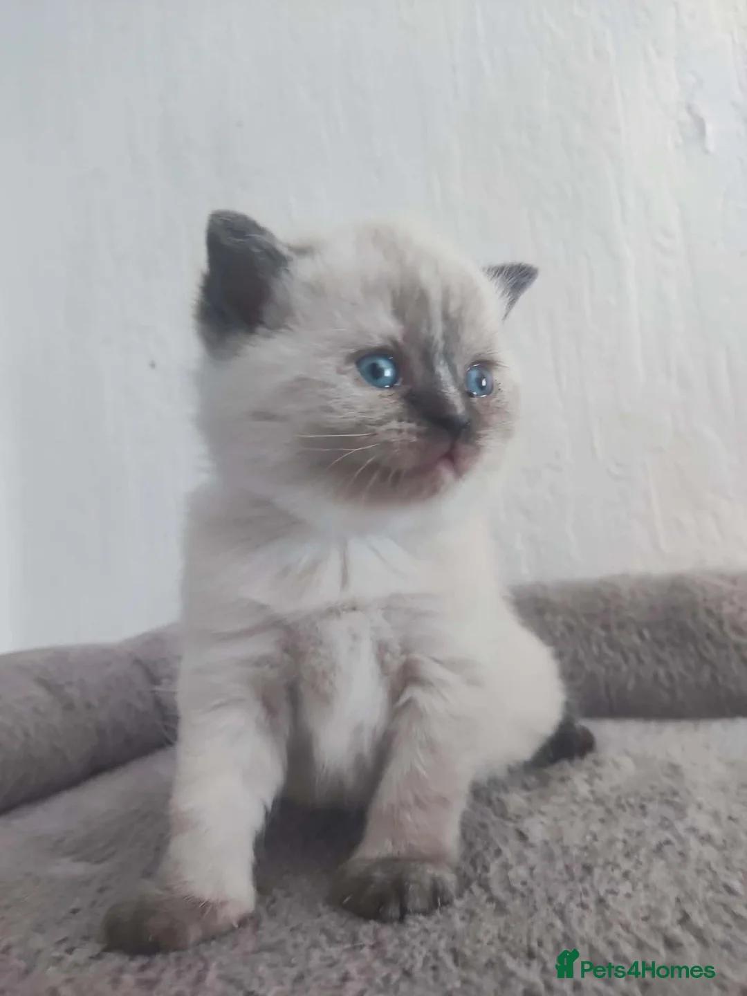 British Shorthair cats for sale: Beautiful BSH pure bred  - Advert 2