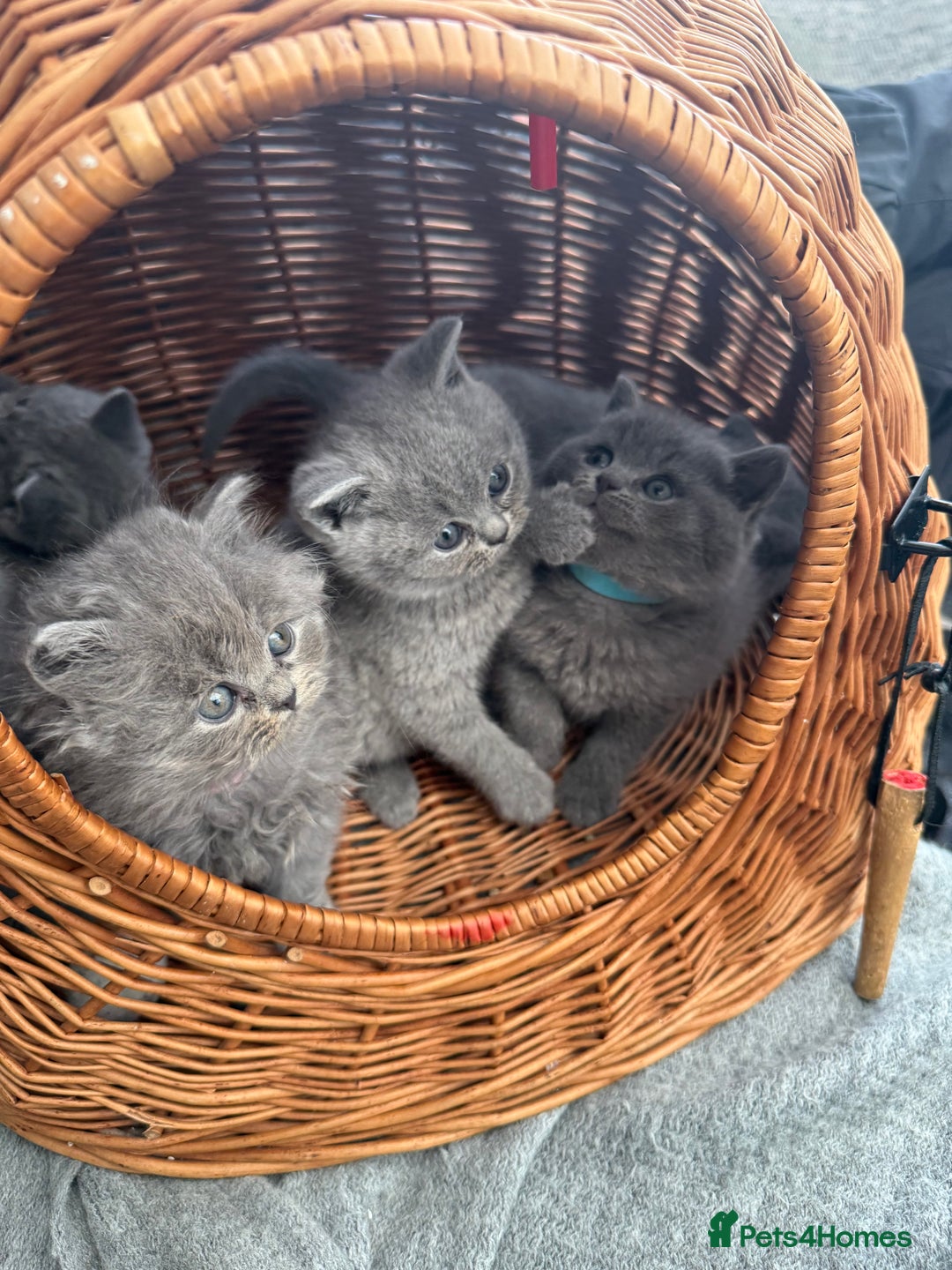 British Shorthair cats for sale: Gorgeous BHS kittens from grand champion gccf stud - Advert 3